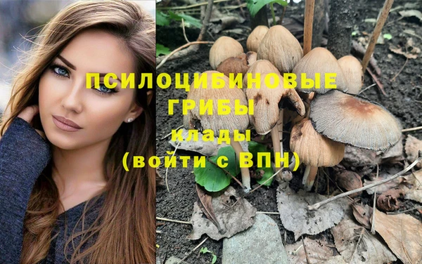 прущие грибы Абинск